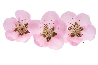 Beyaz arkaplanda izole edilmiş sakura çiçekleri 