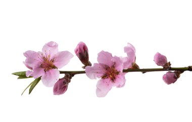 Beyaz arkaplanda izole edilmiş sakura çiçekleri 