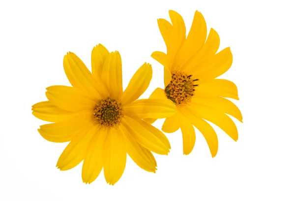 Heliopsis Isolated White Background — Stock Photo, Image