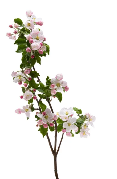 Zweig Des Apfelbaums Mit Blüten Isoliert Auf Weißem Hintergrund — Stockfoto
