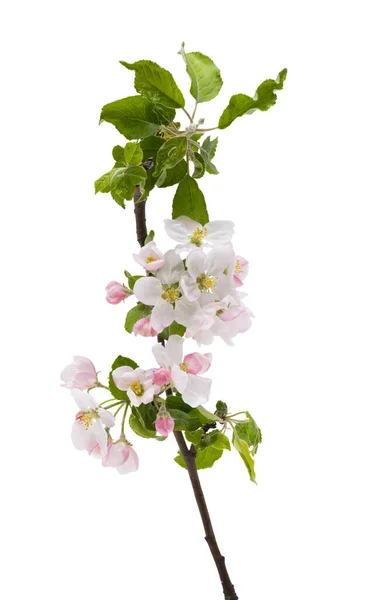 Větev Jabloně Květy Izolované Bílém Pozadí — Stock fotografie