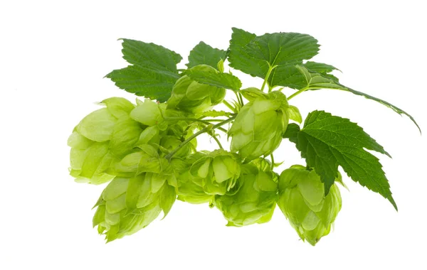 Cônes Houblon Isolés Sur Fond Blanc — Photo