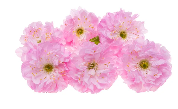 Mandelblüten Isoliert Auf Weißem Hintergrund — Stockfoto