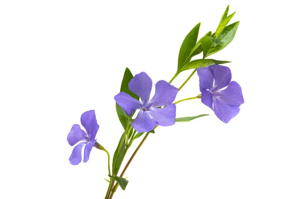 Periwinkle Blommor Isolerad Vit Bakgrund — Stockfoto