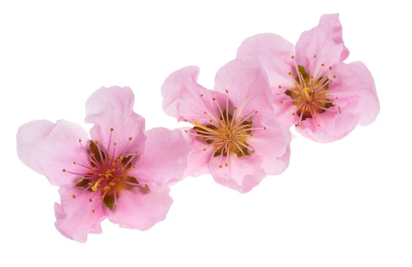 Sakura Flowers Isolated White Background — Stock Photo, Image