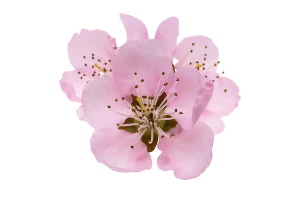 Квіти Сакури Ізольовані Білому Тлі — стокове фото