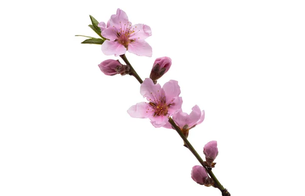 Sakura Květiny Izolované Bílém Pozadí — Stock fotografie