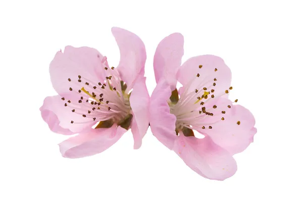 Sakura Bloemen Geïsoleerd Witte Achtergrond — Stockfoto