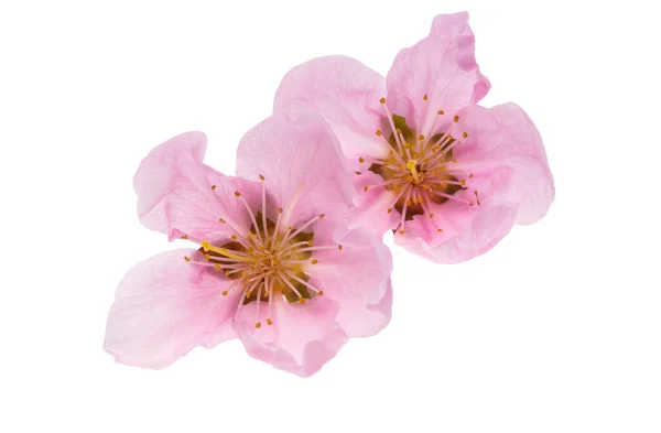 Sakura Blumen Isoliert Auf Weißem Hintergrund — Stockfoto