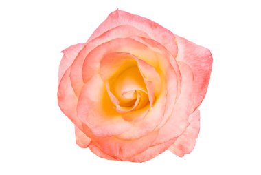 kırmızı gül beyaz arkaplanda izole 