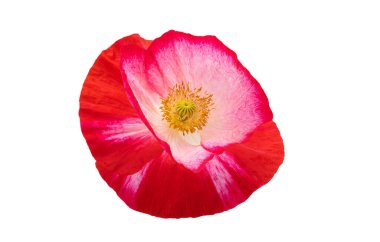 Beyaz arka planda izole edilmiş güzel gelincikler 