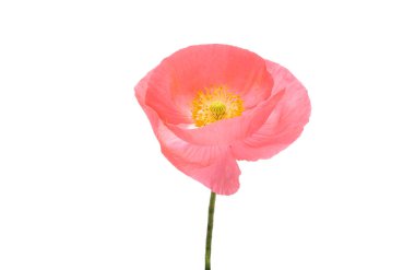 Beyaz arka planda izole edilmiş güzel gelincikler 