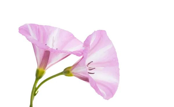 Bindweed Flower Isolated White Background — Stock Photo, Image