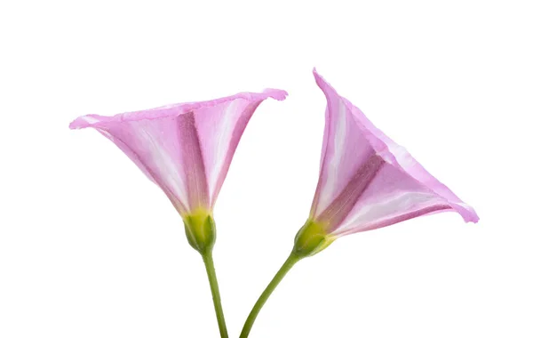 Bindweed Kwiat Izolowane Białym Tle — Zdjęcie stockowe