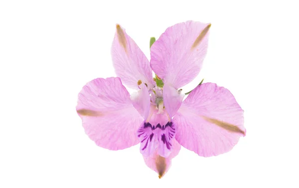 白を背景に孤立したピンク色の野生のデルフィニウムの花 — ストック写真