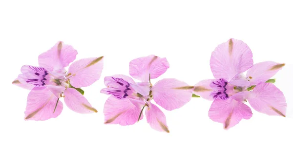 Pink Wild Delphinium Flowers Isolated White Background — Stock Photo, Image