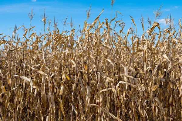 Trockenes Mais Auf Einem Feld Einem Sonnigen Tag — Stockfoto