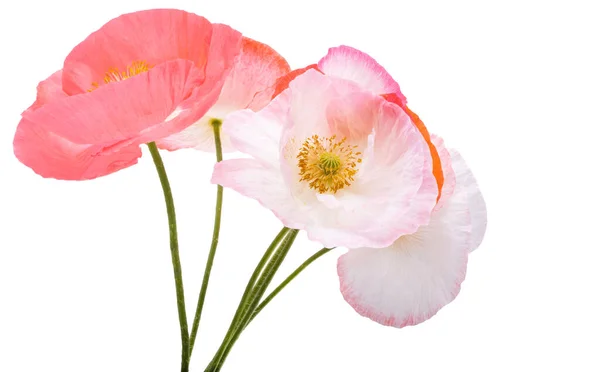 Beautiful Poppies Isolated White Background — Stock Photo, Image