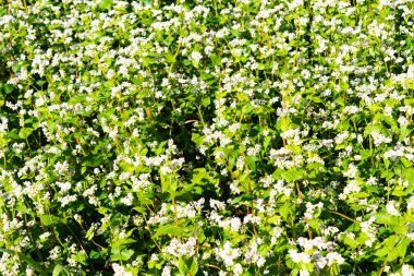 Güneşli bir günde çiçek açan karabuğday tarlası 