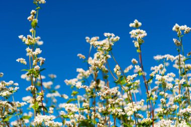 Güneşli bir günde çiçek açan karabuğday tarlası 