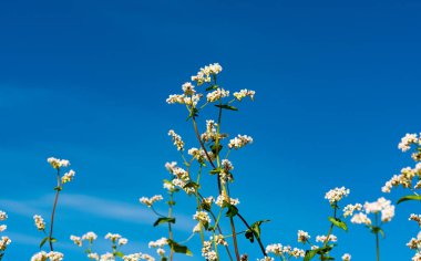 Güneşli bir günde çiçek açan karabuğday tarlası 