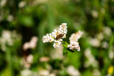 Güneşli bir günde çiçek açan karabuğday tarlası 