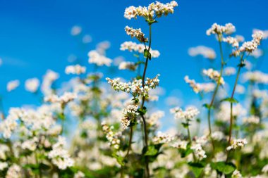 Güneşli bir günde çiçek açan karabuğday tarlası 