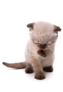 Beyaz arkaplanda izole kedi yavrusu 