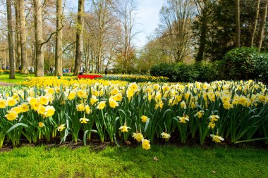 Baharda parktaki güzel Hollanda nergisleri 