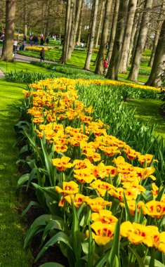 Baharda parkta güzel Hollanda laleleri 
