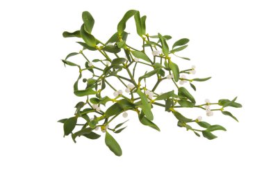 Beyaz arkaplanda izole ökse otu dalları 