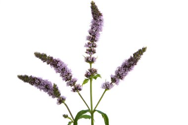 Beyaz arkaplanda yalıtılmış çayır çiçekleri 