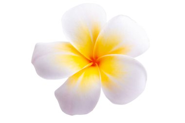 Plumeria çiçeği beyaz arkaplanda izole edilmiş 
