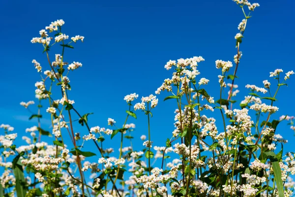 Blommande Bovetefält Solig Dag — Stockfoto
