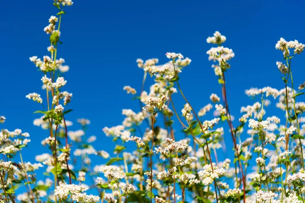 Güneşli bir günde çiçek açan karabuğday tarlası 