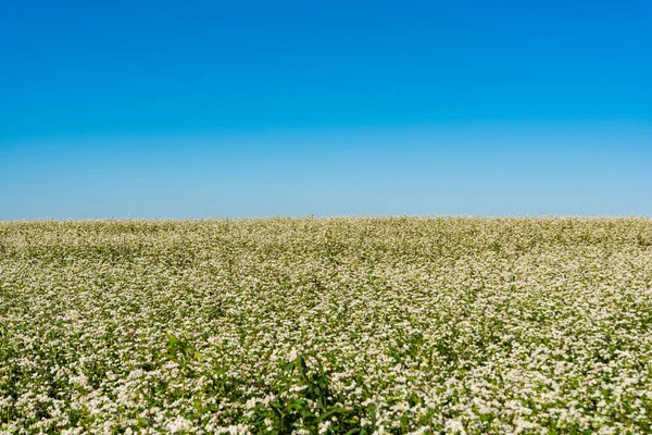 Blooming Buckwheat Field Sunny Day — Stock Photo, Image