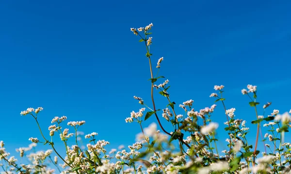 Blommande Bovetefält Solig Dag — Stockfoto