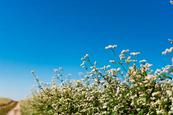 Blooming Buckwheat Field Sunny Day — Stock Photo, Image