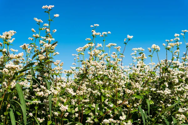 Blommande Bovetefält Solig Dag — Stockfoto