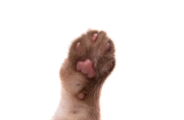 Cat Paw Isolated White Background — Stock Photo, Image