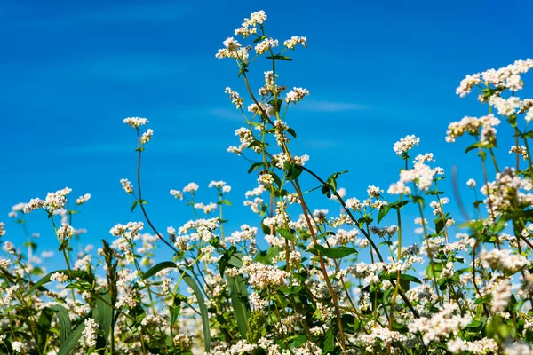 Blommande Bovetefält Solig Dag — Stockfoto