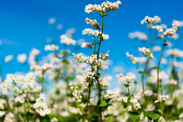 Florescendo Campo Trigo Sarraceno Dia Ensolarado — Fotografia de Stock