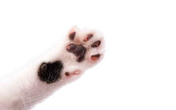 Kočičí Tlapa Izolované Bílém Pozadí — Stock fotografie