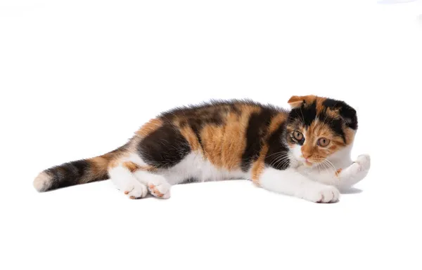 Tre Färgade Katt Isolerad Vit Bakgrund — Stockfoto