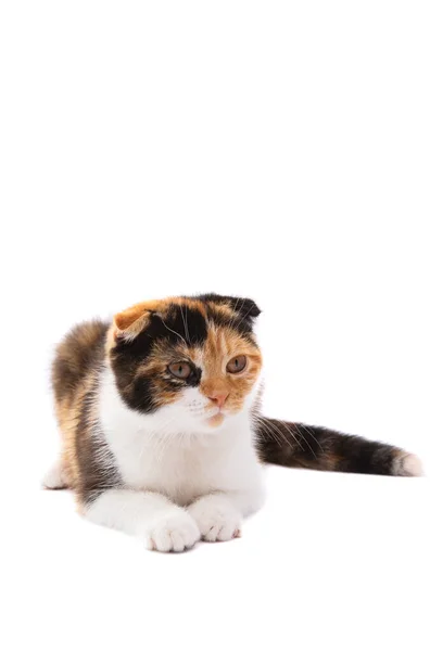 Dreifarbige Katze Isoliert Auf Weißem Hintergrund — Stockfoto