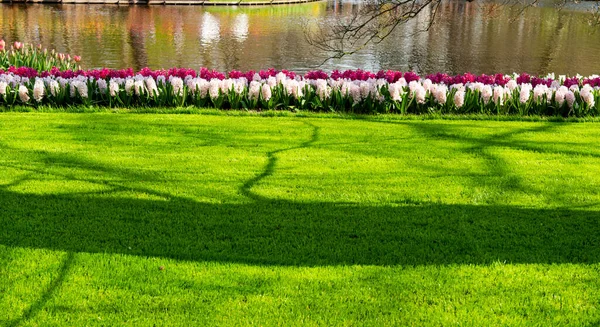 Vacker Vårpark Holland — Stockfoto