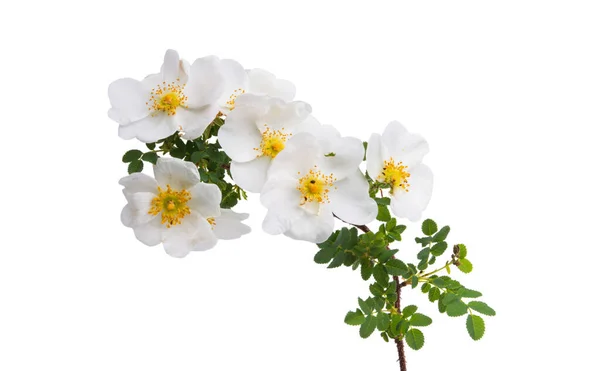 Weiße Rose Klettern Isoliert Auf Weißem Hintergrund — Stockfoto
