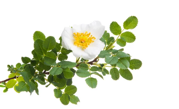 Biała Róża Wspinaczka Izolowana Białym Tle — Zdjęcie stockowe