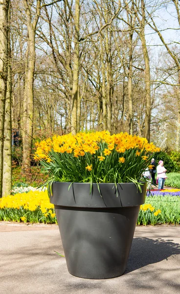 Piękne Holenderskie Żonkile Parku Wiosną — Zdjęcie stockowe
