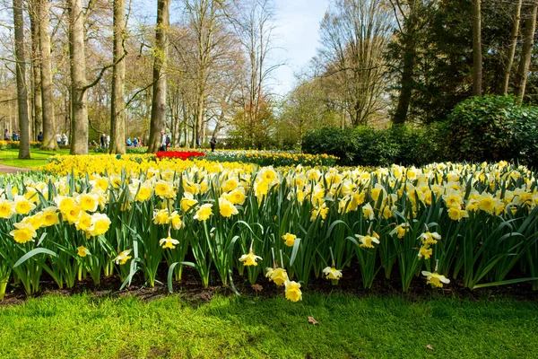 Baharda parktaki güzel Hollanda nergisleri 
